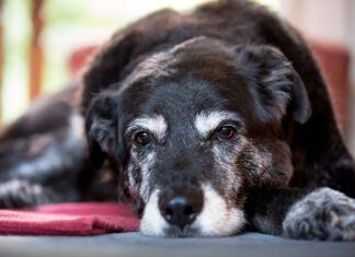 Nystagmus in dogs is rapid eye movement that is closely associated with vestibular disease in dogs.