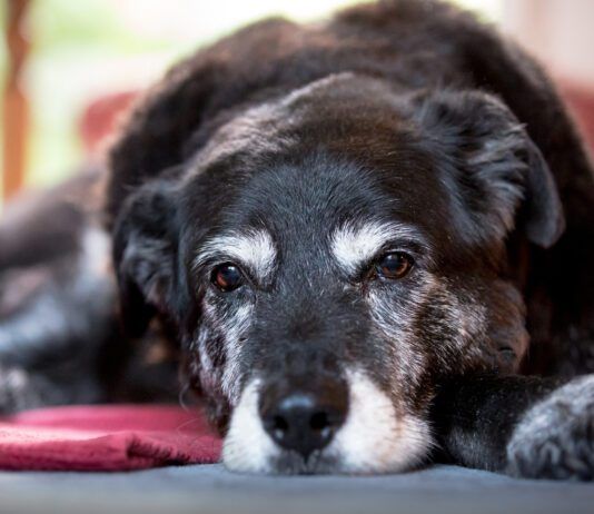 Nystagmus in dogs is rapid eye movement that is closely associated with vestibular disease in dogs.