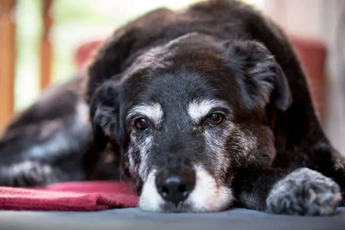 Nystagmus in dogs is rapid eye movement that is closely associated with vestibular disease in dogs.