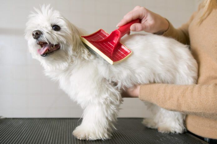 There are a range of tools available for getting mats out of a dog's hair.