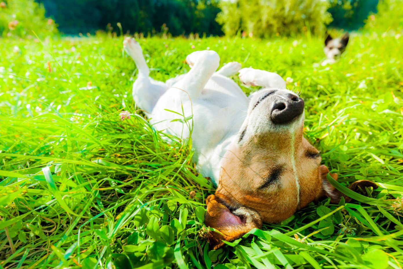 Dog Summer Safety Tips: Ways to Beat the Heat - Whole Dog Journal