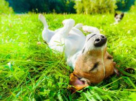 Dog summertime safety tips will help keep your dog healthy and safe this summer season.