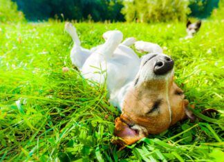 Dog summertime safety tips will help keep your dog healthy and safe this summer season.