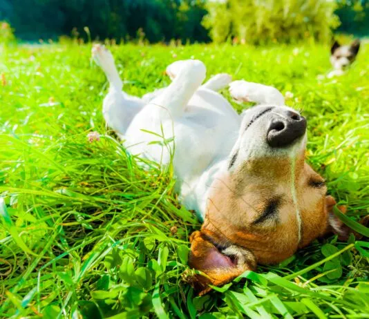 Dog summertime safety tips will help keep your dog healthy and safe this summer season.