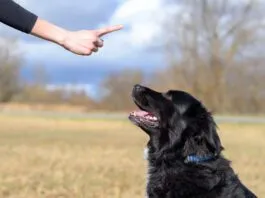 Balanced dog training is not an ideal mix between positive and aversive conditioning as the negatives outweighs the positive.