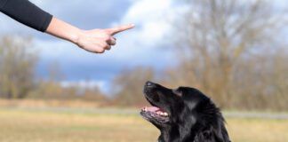 Balanced dog training is not an ideal mix between positive and aversive conditioning as the negatives outweighs the positive.