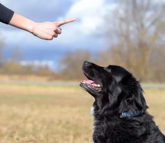 Balanced dog training is not an ideal mix between positive and aversive conditioning as the negatives outweighs the positive.