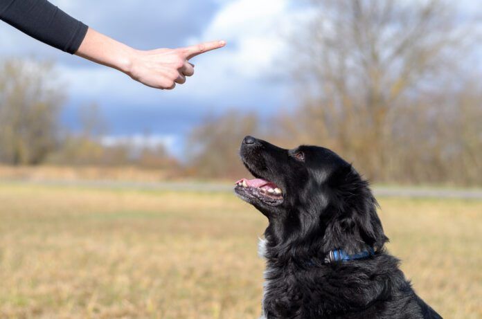 Balanced dog training is not an ideal mix between positive and aversive conditioning as the negatives outweighs the positive.