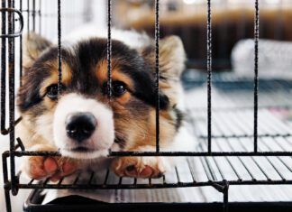 Puppy separation anxiety is the beginning of separation anxiety, and how you handle it will determine how your dog deals with your absence as an adult.
