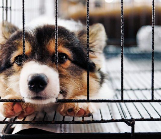 Puppy separation anxiety is the beginning of separation anxiety, and how you handle it will determine how your dog deals with your absence as an adult.
