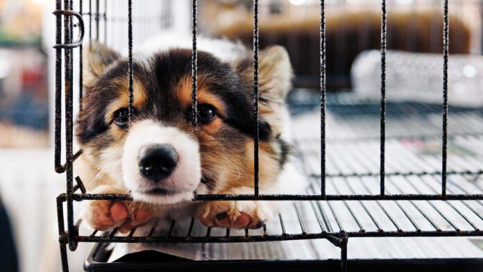 Puppy separation anxiety is the beginning of separation anxiety, and how you handle it will determine how your dog deals with your absence as an adult.