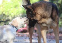 Introducing a puppy to an older dog can be done with patience and care.