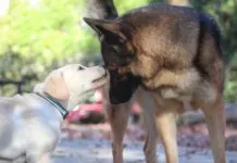 Introducing a puppy to an older dog can be done with patience and care.