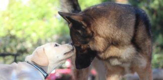 Introducing a puppy to an older dog can be done with patience and care.