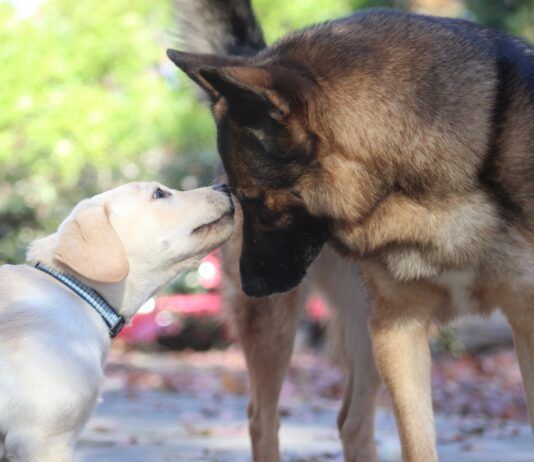 Introducing a puppy to an older dog can be done with patience and care.