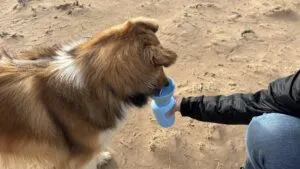 A collie dog drinks water from the Springer Pets Flip Dog portable dog water bottle.