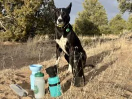 A dog water bottle helps keep your hiking buddy hydrated and healthy on long hikes.