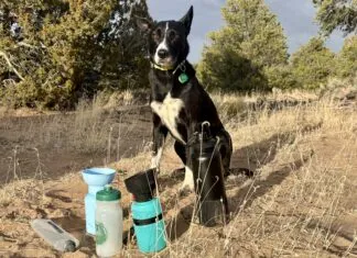 A dog water bottle helps keep your hiking buddy hydrated and healthy on long hikes.