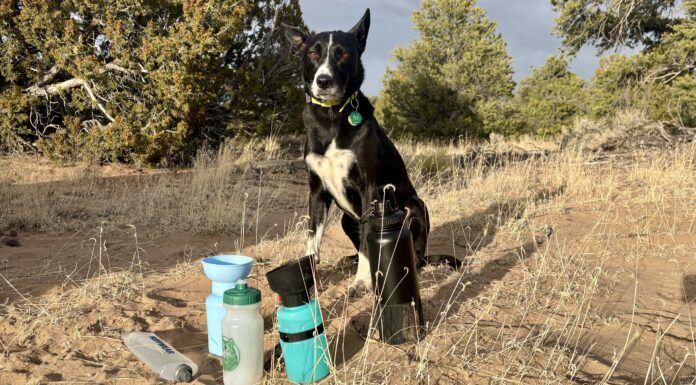 A dog water bottle helps keep your hiking buddy hydrated and healthy on long hikes.