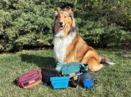 There are a variety of treat pouches available to dog owners. Which is the best dog treat pouch depends on whether you're hiking, walking, or training.
