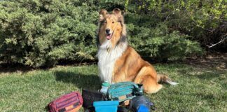 There are a variety of treat pouches available to dog owners. Which is the best dog treat pouch depends on whether you're hiking, walking, or training.