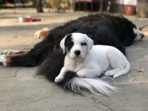 Puppies and senior dogs can get along, provided you tire out the puppy.