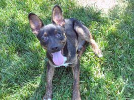 Leroy was a mixed breed dig fostered by Nancy Kerns who has reached the end of his life.