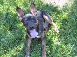 Leroy was a mixed breed dig fostered by Nancy Kerns who has reached the end of his life.