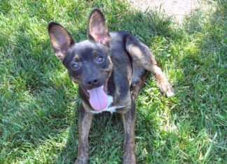 The Pain of Making the Euthanasia Decision Leroy was a mixed breed dig fostered by Nancy Kerns who has reached the end of his life.