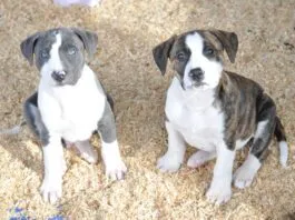 Most trainers don't recommend adopting littermates.