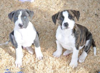 Most trainers don't recommend adopting littermates.