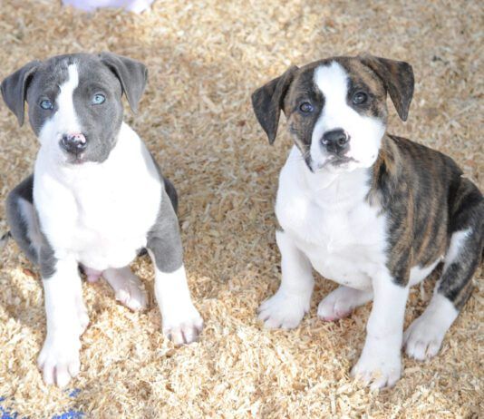 Most trainers don't recommend adopting littermates.
