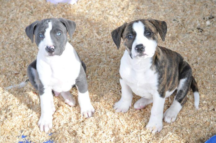 Most trainers don't recommend adopting littermates.