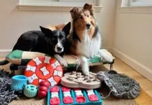 Toys and games are just one of many dog enrichment ideas that can keep a dog engaged and active.