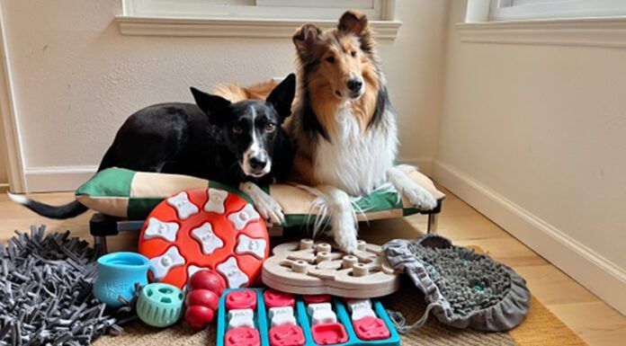 Toys and games are just one of many dog enrichment ideas that can keep a dog engaged and active.