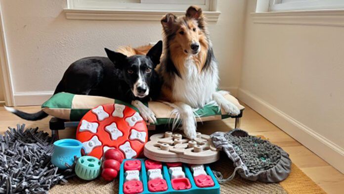 Toys and games are just one of many dog enrichment ideas that can keep a dog engaged and active.
