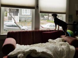 Is your dog suffering from separation anxiety or is it another form of distress.