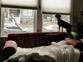 Is your dog suffering from separation anxiety or is it another form of distress.
