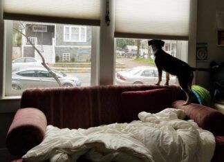 Is your dog suffering from separation anxiety or is it another form of distress.
