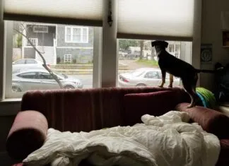 Is your dog suffering from separation anxiety or is it another form of distress.