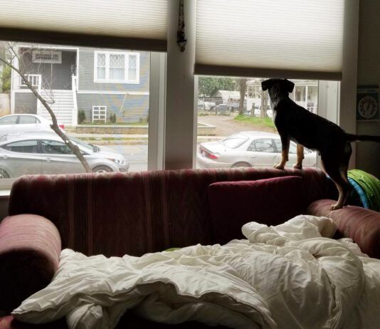 Is your dog suffering from separation anxiety or is it another form of distress.