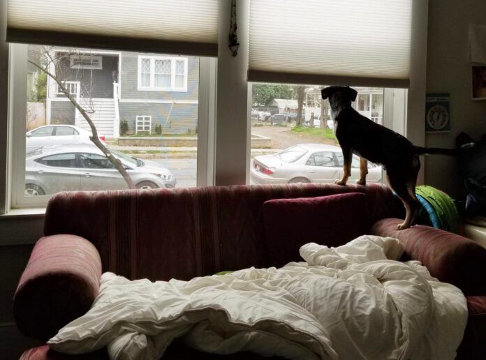 Is your dog suffering from separation anxiety or is it another form of distress.