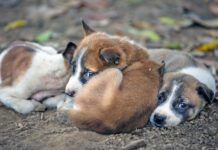 There is no plan b for dogs currently.