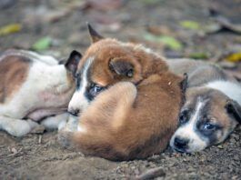 There is no plan b for dogs currently.