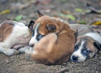 There is no plan b for dogs currently.