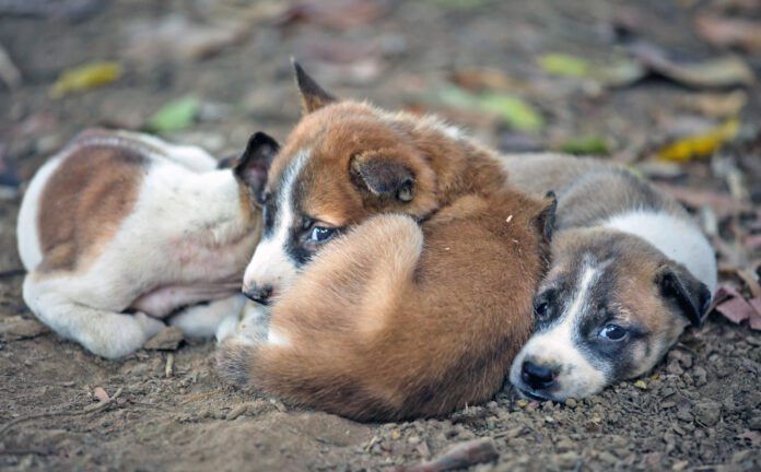 There is no plan b for dogs currently.