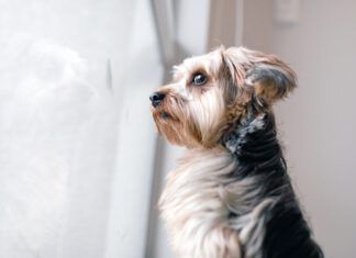 Your dog may be acting weird all of a sudden for health or other reasons that shouldn't be ignored.