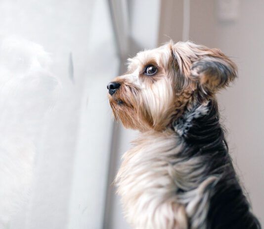 Your dog may be acting weird all of a sudden for health or other reasons that shouldn't be ignored.