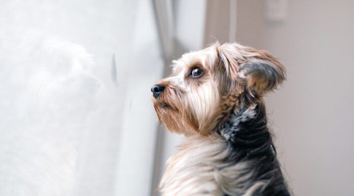 Your dog may be acting weird all of a sudden for health or other reasons that shouldn't be ignored.