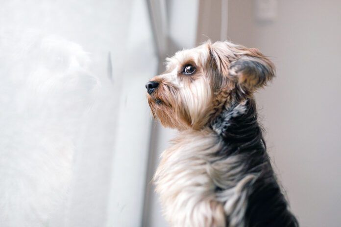 Your dog may be acting weird all of a sudden for health or other reasons that shouldn't be ignored.